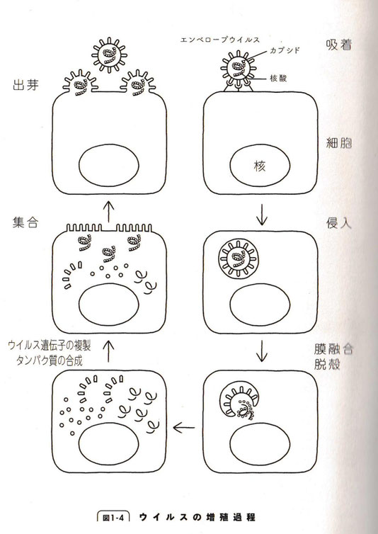 図1-4 ウイルスの増殖過程