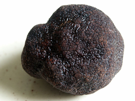 Photo de la précieuse truffe noire (Tuber melanosporum Vitt.)