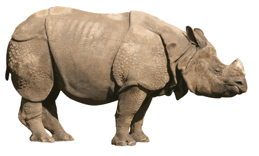 Image animaux detourée transparent sur fond blanc rhinoceros indien png