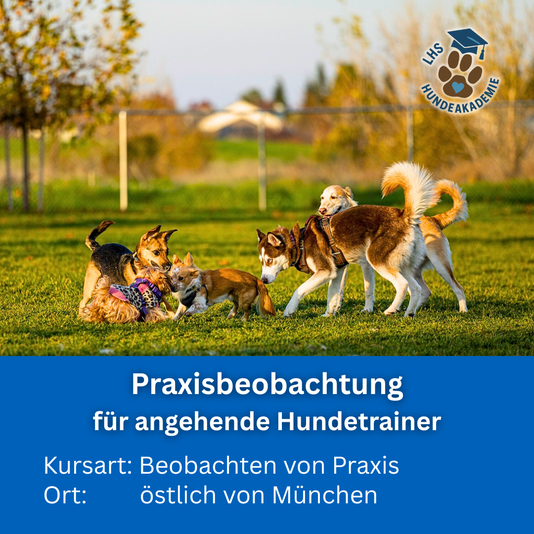 Hospitation Hundeschule Hundetrainer
