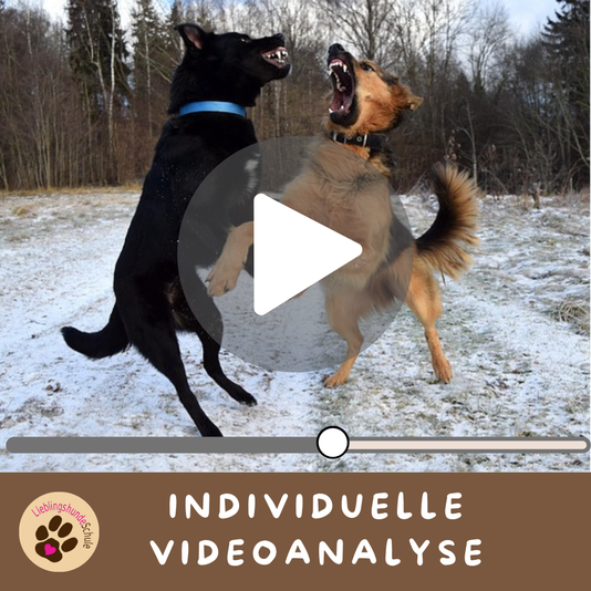 Videoanalyse Hund buchen