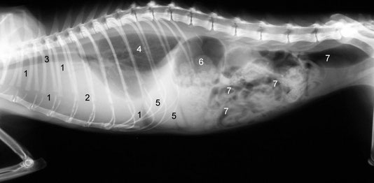 Röntgenbild einer Katze mit FIP in der feucht-dominierten Form