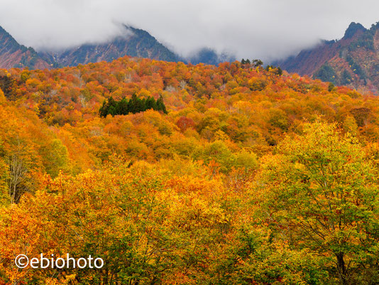 奥只見の紅葉