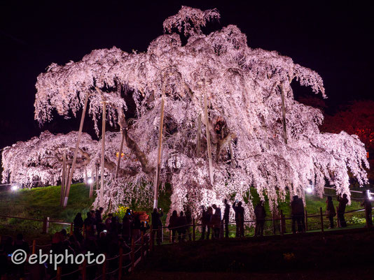 三春滝桜