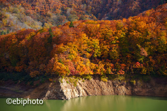 白川湖の紅葉