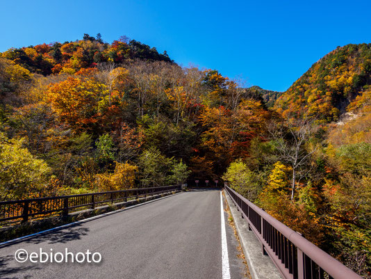 山王林道の紅葉