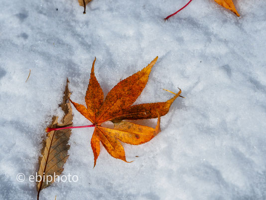 雪と紅葉