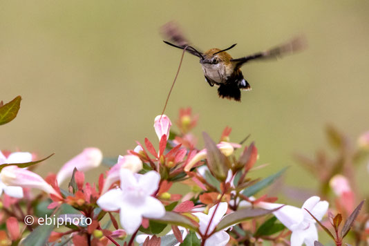 ヒメクロホウジャク