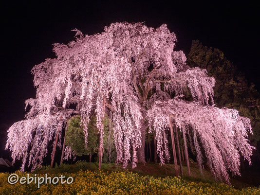 合戦場のしだれ桜