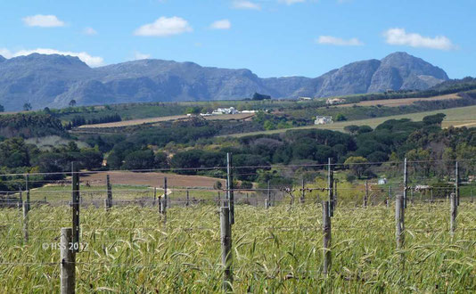 Weingut "Yonder Hill"
