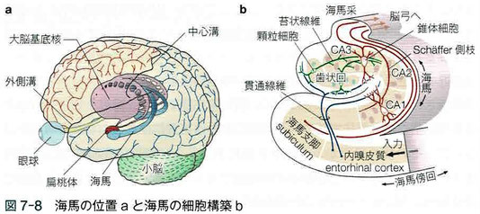 海馬の位置と海馬の細胞構築