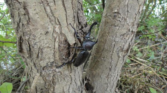 採取できるカブトムシ（新潟県新発田市）