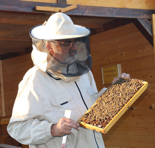 Meine Therapie-Bienenvölker in Sollenau