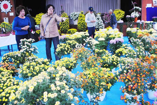 大小さまざまな菊が並ぶ八重山菊同好会の展示会=28日午後、大川公民館