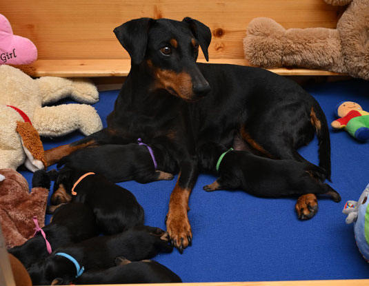Stolze Mama mit ihren 11 Tage alten Welpen ;-)
