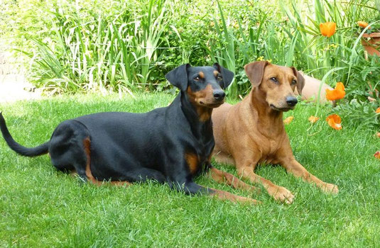 07.06.2015 Sunny und Onnie in unserem Garten ;-))