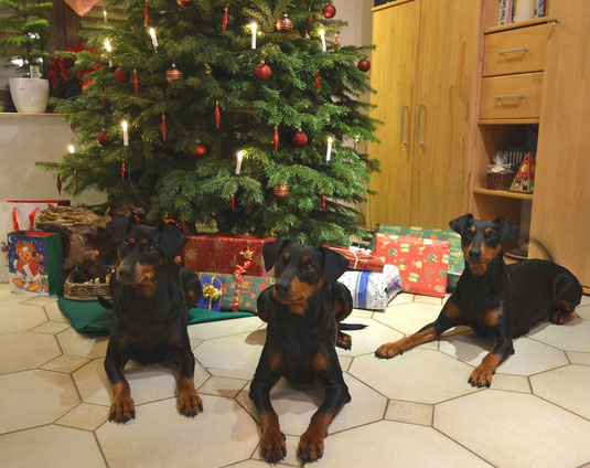 Geeva, Maggie und Sunny wünschen FROHE WEIHNACHTEN !!!