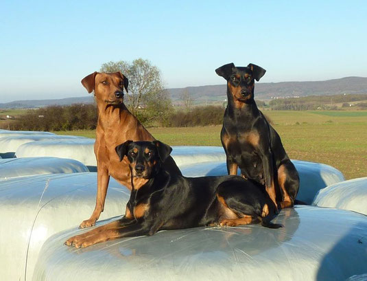 Onnie, Sally und Geeva machen jeden "Spaß" mit ;-))