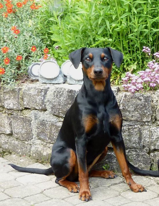 29.05.2019, Maggie an ihrem 2.Geburtstag ;-))