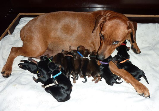 13.06.2015, stolze Mama Onnie mit ihren 13 Welpen, kurz nach der Geburt ;-))