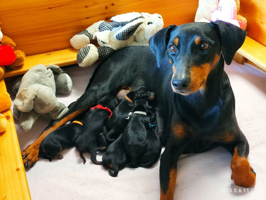 Mama Fanni und die einen Tag alten Welpen !!