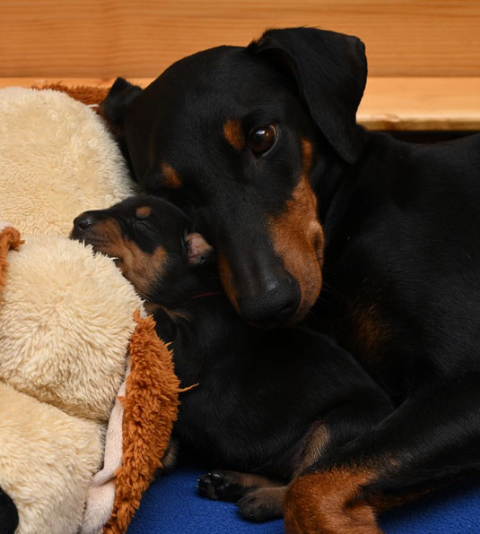 Mama Fanni und Hündin (Rot) kuscheln ;-)