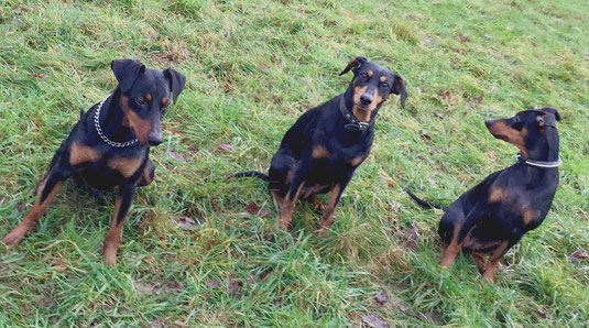 Dez. 2017 zufällig haben sich 3 Sylbachtaler beim Spaziergang getroffen ;-)) Wir bedanken uns bei Michelle und Jenny für das schöne "Gruppenfoto" ;-))