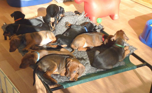 Baroness, Bella-Donna, Black-Bonita, Black-Jack, Balou, Barney, Basco, Belmondo und Benito (7 Wochen alt)