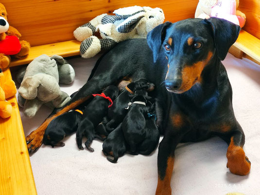 Stolze Mama mit den Welpen kurz nach der Geburt ;-)