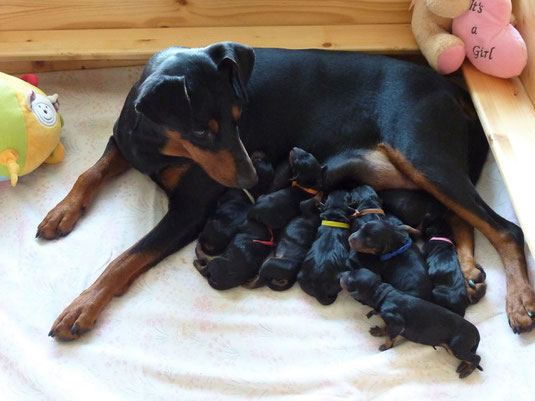 29.05.2017, die Welpen und Mama kurz nach der Geburt ;-)