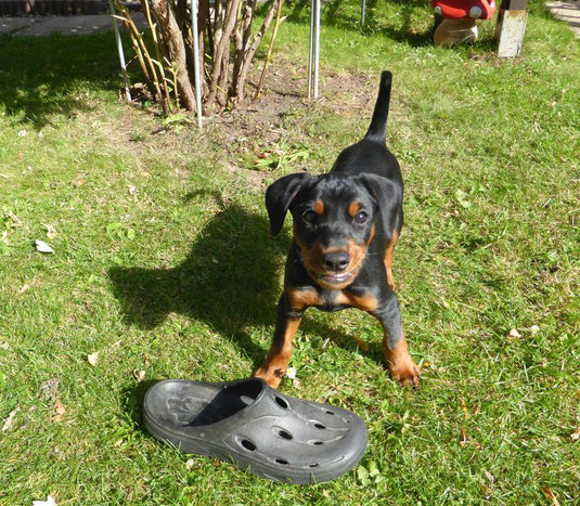 Bruno (Oskar vom Sylbachtal) hat nicht nur den Garten, sondern auch die Herzen der neuen Familie erobert ;-))