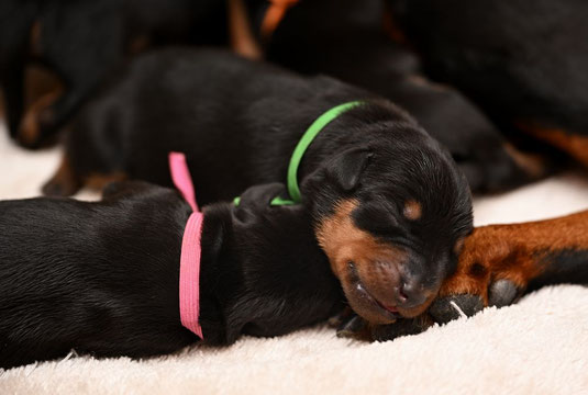 Hündin (Rosa) und Rüde (Grün), satt und zufrieden !