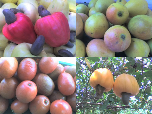 Imagenes de frutas producidas por los campesinos de la vereda San Pablo de Polonuevo Atlántico, asociados de la cooperativa agropecuaria San Pablo COOAGROSAN