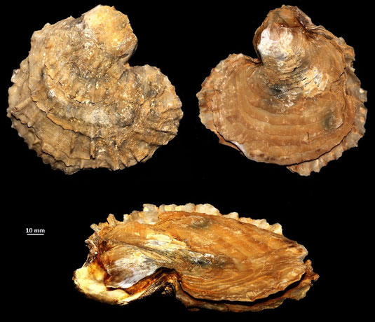 Ostrea edulis, calcareniti di Tarquinia (VT)