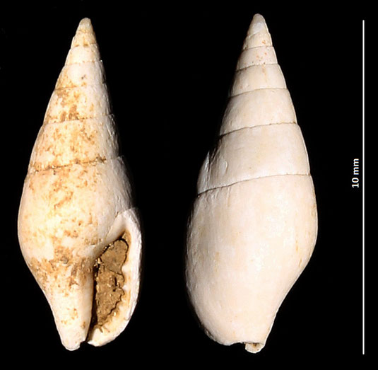 Mitrella scripta, Macchia della Turchina (Monteromano, VT)