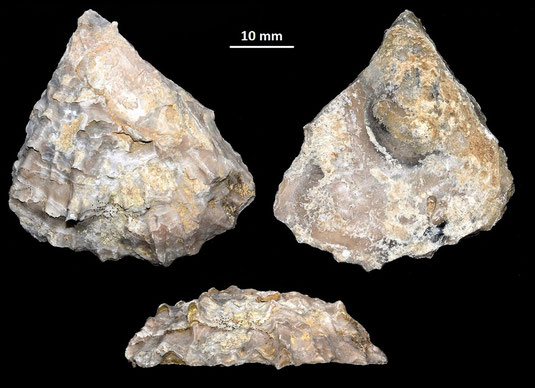 Ostrea edulis, Macchia della Turchina