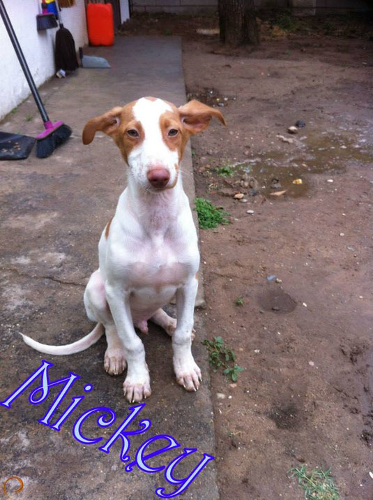 ADOPTE Mickey né le 6 février 2013. Podenco Andaluz Bébé de Mamita