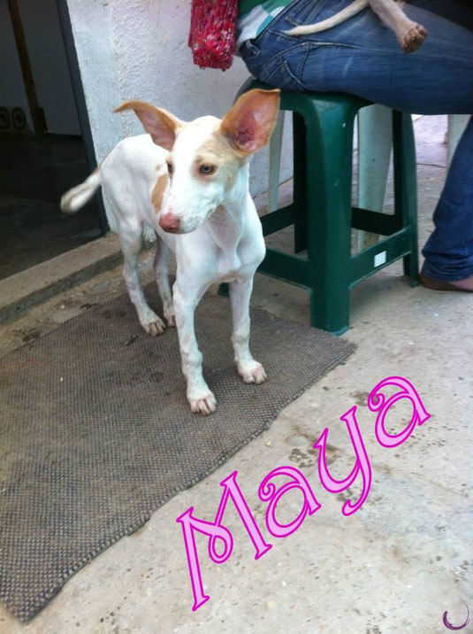 ADOPTEE Maya BB de Mamita Podenco Andaluz née le 6 février 2012