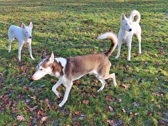 Frosty, Nuki und Arik (v.l.n.r.)