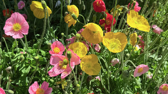 Dit lijkt mij papaver