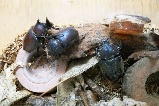 生き物の観察活動を行うために、京都の産安部でカブトムシをクワガタムシを確保しました。