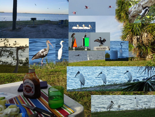 wie im Kino: von Delphin bis Seeadler - alle kamen sie an unserer Site vorbei. Fort de Soto County Park, FL