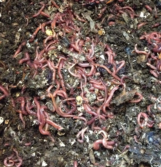 This is what it all looks like after the worms have settled in.