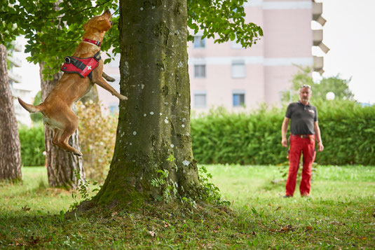 Asiatischer Laubholzbockkäfer Anoplophora Spürhunde Schweiz®