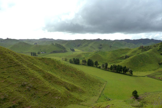 Unterwegs in Neuseeland, durch Landschaften mit dem sattesten Grün.