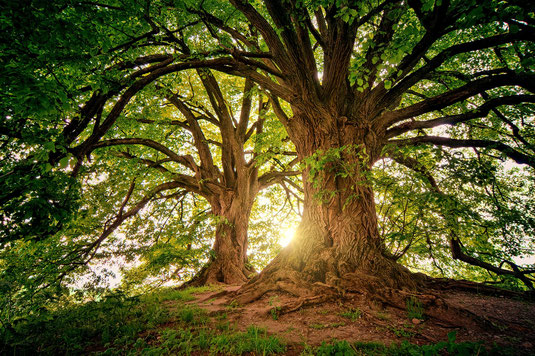 Verwurzelung, Energiearbeit, Erdung, Baum