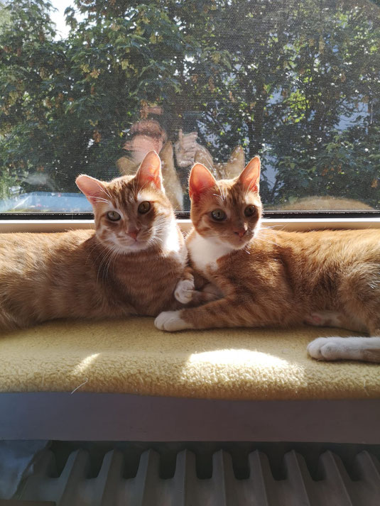 Dino und Fritzi