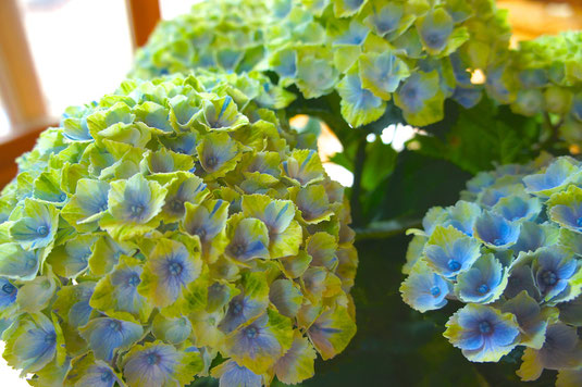 Hydrangea