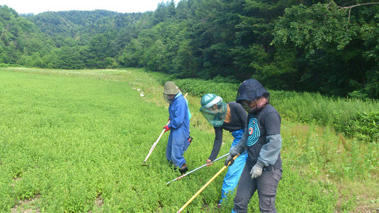 あぶに囲まれながらの作業