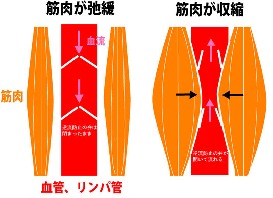 筋肉の弛緩、収縮でポンプの役割をしております。